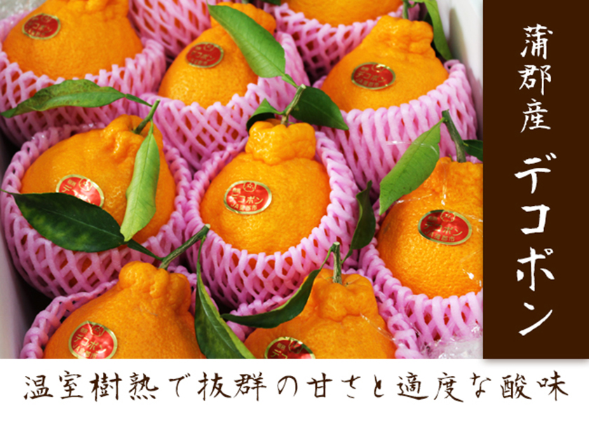 蒲郡産 樹熟デコポン 高井屋 蒲郡産 樹熟デコポン 高井屋