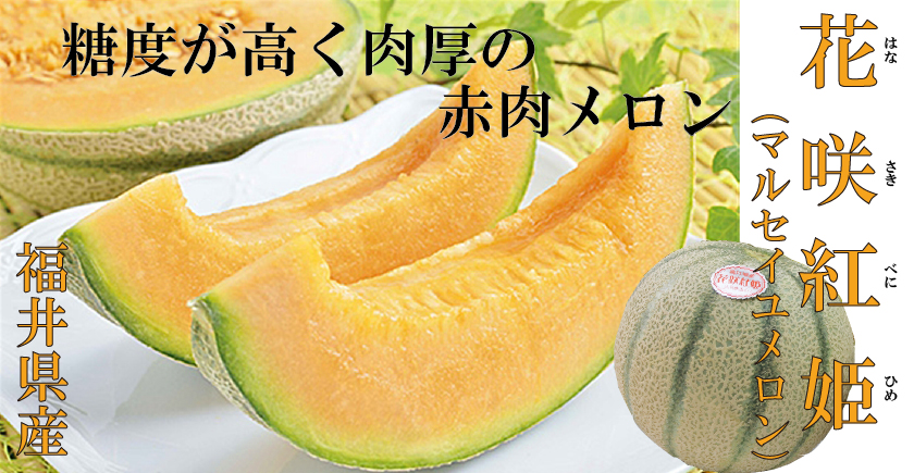 福井産 マルセイユメロン 高井屋