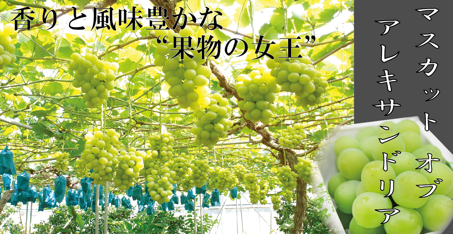 岡山産 ﾏｽｶｯﾄｵﾌﾞ ｱﾚｷｻﾝﾄﾞﾘｱ 高井屋